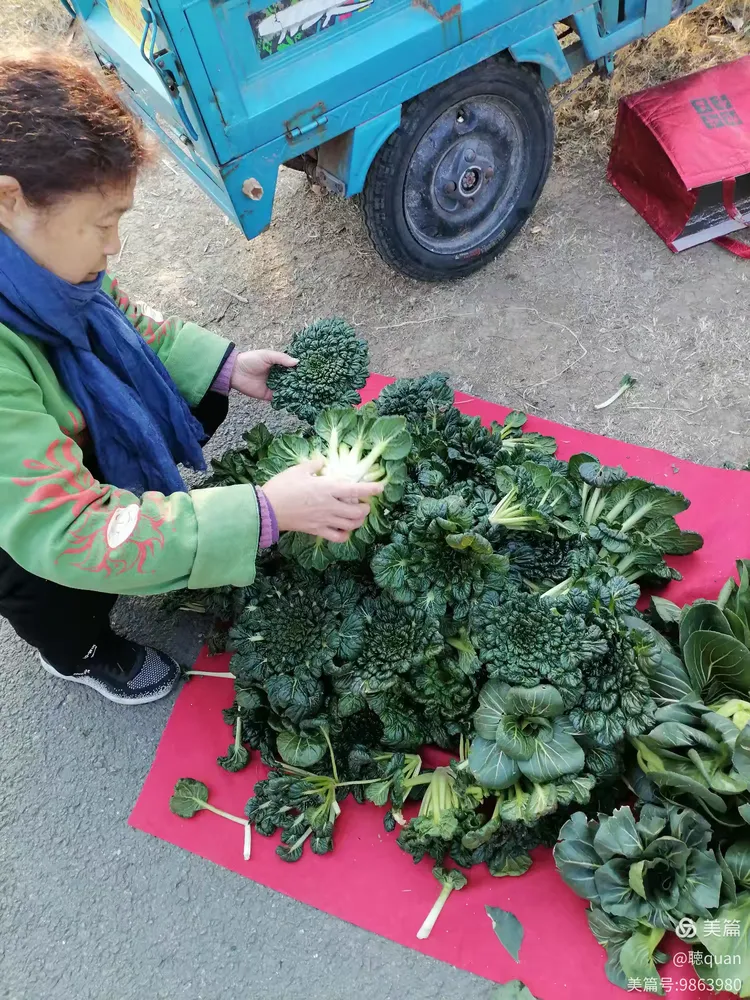 长得像菊花一样的青菜